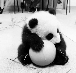 fun panda GIF
