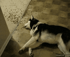 Hungry Lunchtime GIF by The BarkPost
