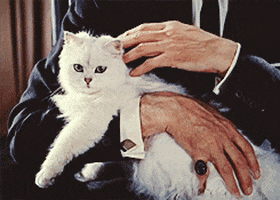Bond Blofeld Cat GIFs - Get the best GIF on GIPHY