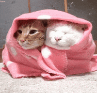 kittens cuddle gif