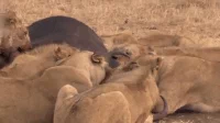 lions buffalo GIF