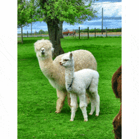 furry animals llamas GIF