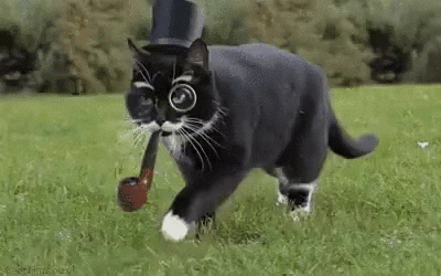 Giphy - cat gentleman GIF