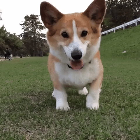 Excited Dog GIF - Find & Share on GIPHY