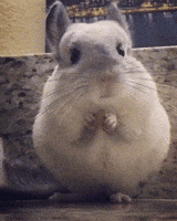 Lunch Thoughts GIF