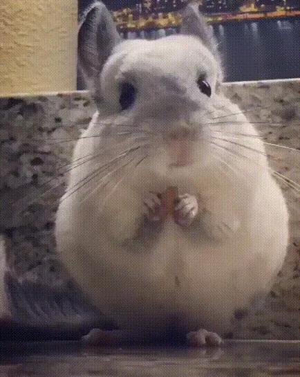 Cute GIF