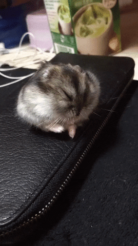 giphy.gif?cid=ecf05e47647fa259e38531b78e