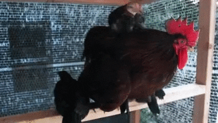 chicks looking GIF