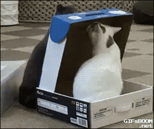 Cat Boxes GIF - Find & Share on GIPHY