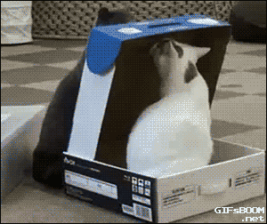 Cat Boxes GIF