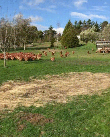 chicken stampede GIF