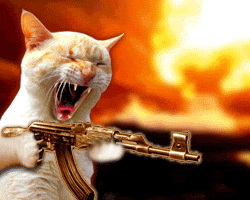 Cat-with-gun GIFs - Get the best GIF on GIPHY
