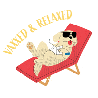 Relaxed Dogs GIF by Boston Animal Shelter