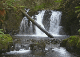 forest waterfall GIF