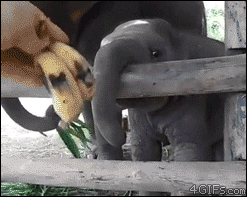 baby elephant eating a banana