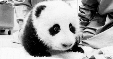 panda bear baby GIF
