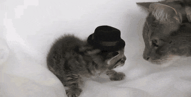 Cats Cycle GIF