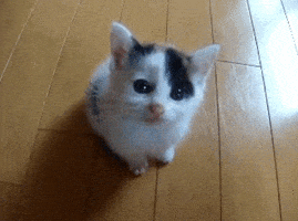 cat GIF
