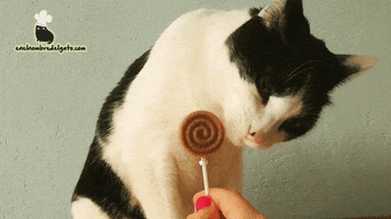 evasanmartin cats gatos helados enelnombredelgato.com GIF