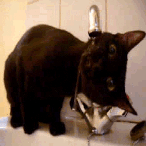 Cat Drinking GIFs Get The Best GIF On GIPHY