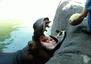 feeding eating GIF