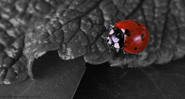 Insect Ladybug GIF