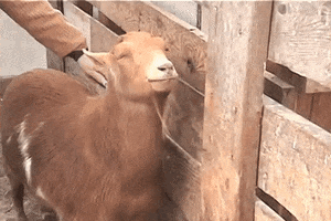 anneliesarendsen  GIF