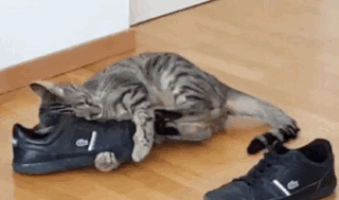 Image result for cats and tons of shoes
