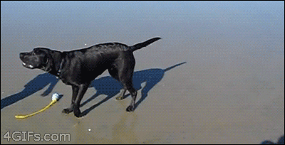Diarrhea GIF - Find & Share on GIPHY