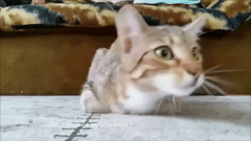 france-3  GIF