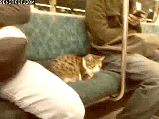 public transportation cat GIF by Cheezburger