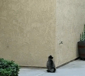 giphy.gif?cid=790b76115ccd5b81472f5047633940ec&rid=giphy.gif