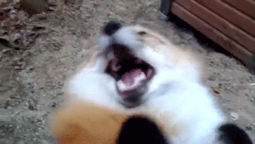 tim roth orange GIF