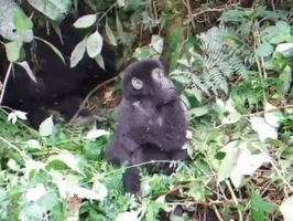 child gorilla GIF