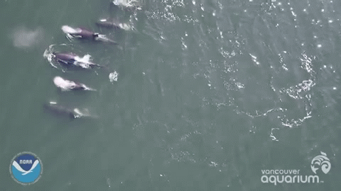 killer whale GIF