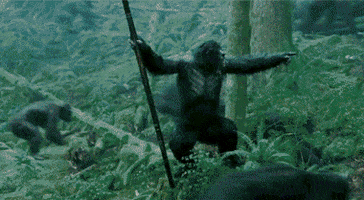things apes GIF
