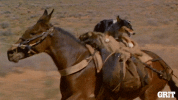 old west dog GIF by GritTV