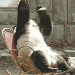 giphy.gif?cid=790b76115d4aaa3f504a585a55