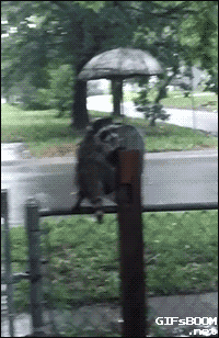 Rain-umbrella GIFs - Get the best GIF on GIPHY