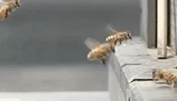 slow motion bee GIF
