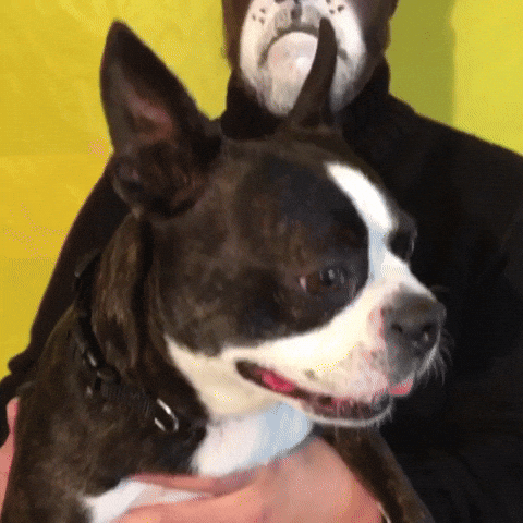 - Find & Share on GIPHY