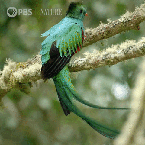 Costa Rica Bird GIF by Nature on PBS
