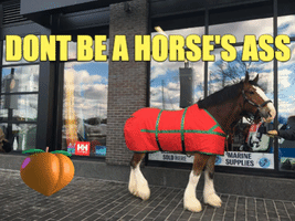 Horse GIF by Claudia Petrilli Health Coaching