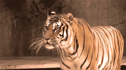 Angry Tiger GIF - Find & Share on GIPHY