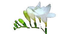 flowers STICKER