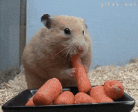 200w.gif