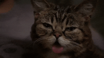 lil bub yes GIF by Internet Cat Video Festival