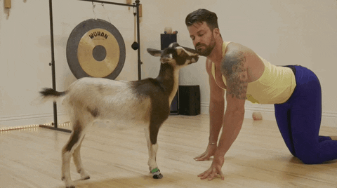 Kisses Goat GIF by 1st Look - Find & Share on GIPHY