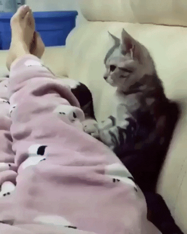 awesome cat GIF by JustViral.Net