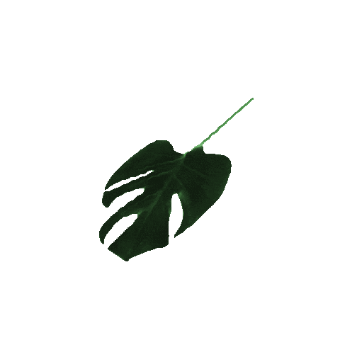 New Zealand Fan Sticker by Janine